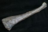 Dryosaurus Tibia With Stand - Bone Cabin Quarry #10253-4